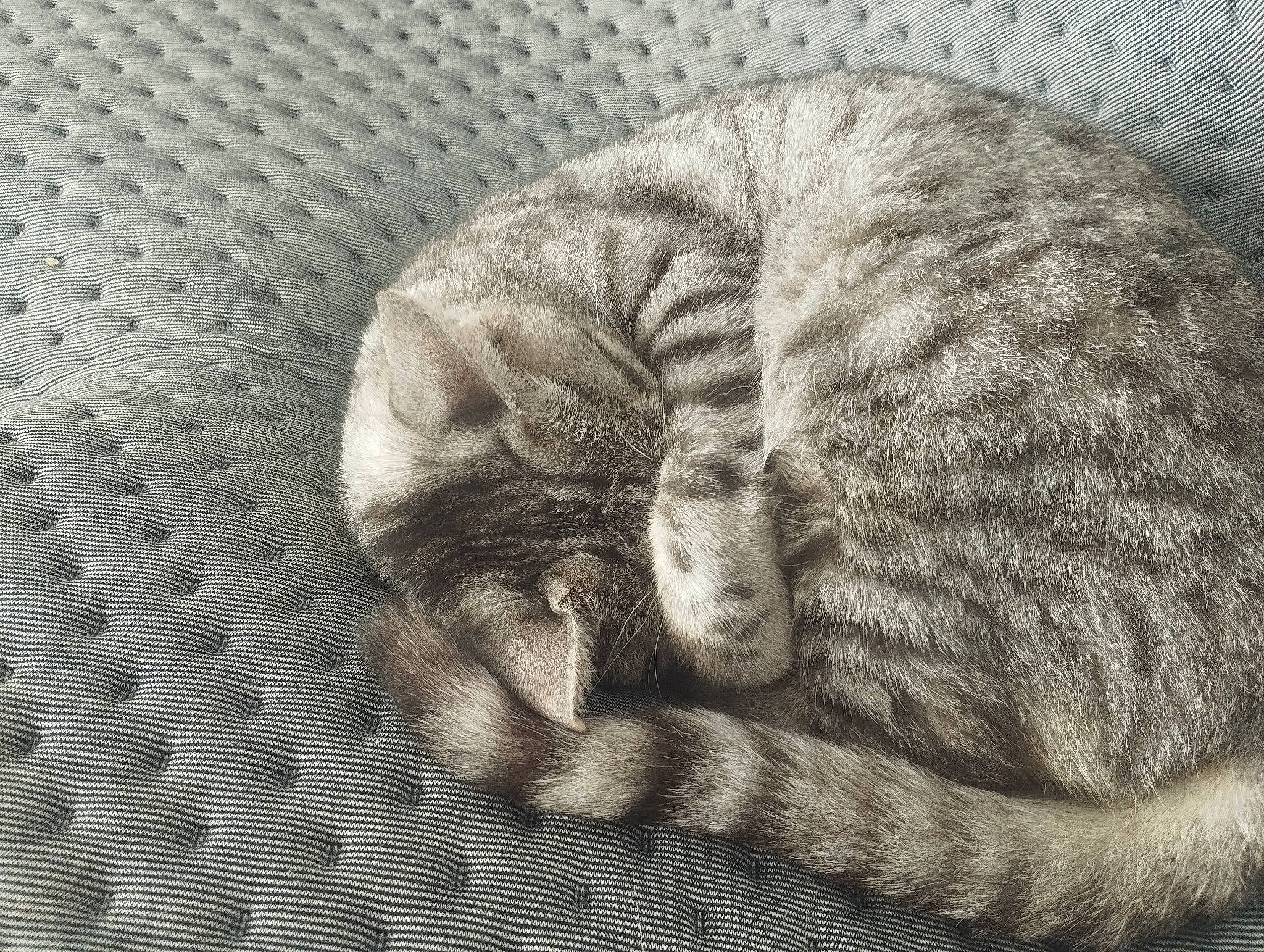 Sushi participe au concours pour gagner de l'argent avec cette photo : art, carnivore, cat, cat_bed, claw, comfort, domestic_short_haired_cat, fawn, felidae, fur, grey, monochrome, monochrome_photography, paw, small_to_medium_sized_cats, tail, terrestrial_animal, tree, whiskers, wood