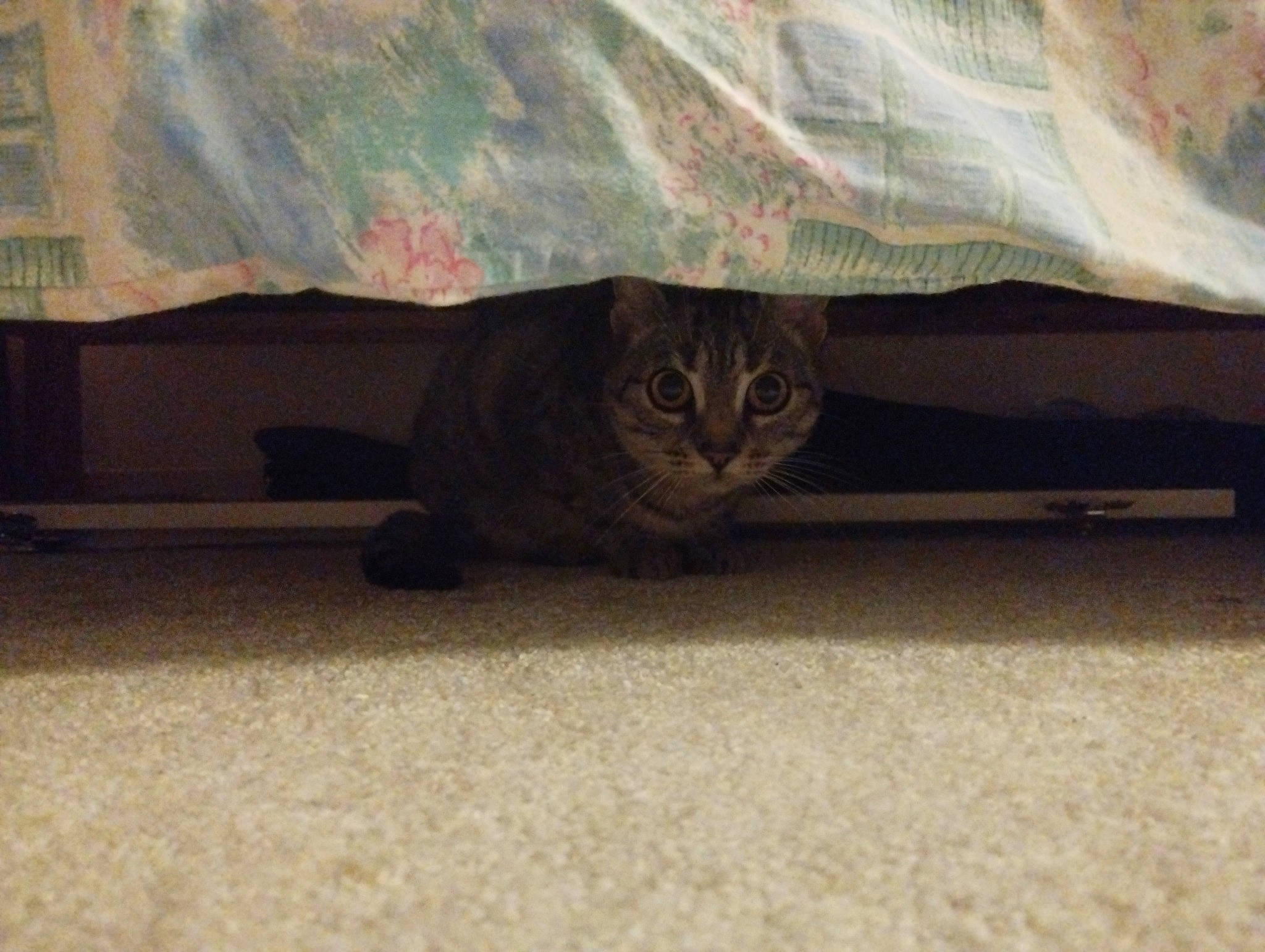 Sushi a rejoint le concours — aidez-le/la à gagner de superbes lots ! brown, carnivore, cat, comfort, domestic_short_haired_cat, fawn, felidae, floor, flooring, fur, grey, hardwood, small_to_medium_sized_cats, snout, tail, terrestrial_animal, tints_and_shades, whiskers, window, wood