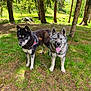 animal, canine, daylight, dog, ears, forest, fur, grass, greenery, husky, leash, nature, outdoor, pets, playful, sunlight, tongue_out, trees, two_dogs, walking