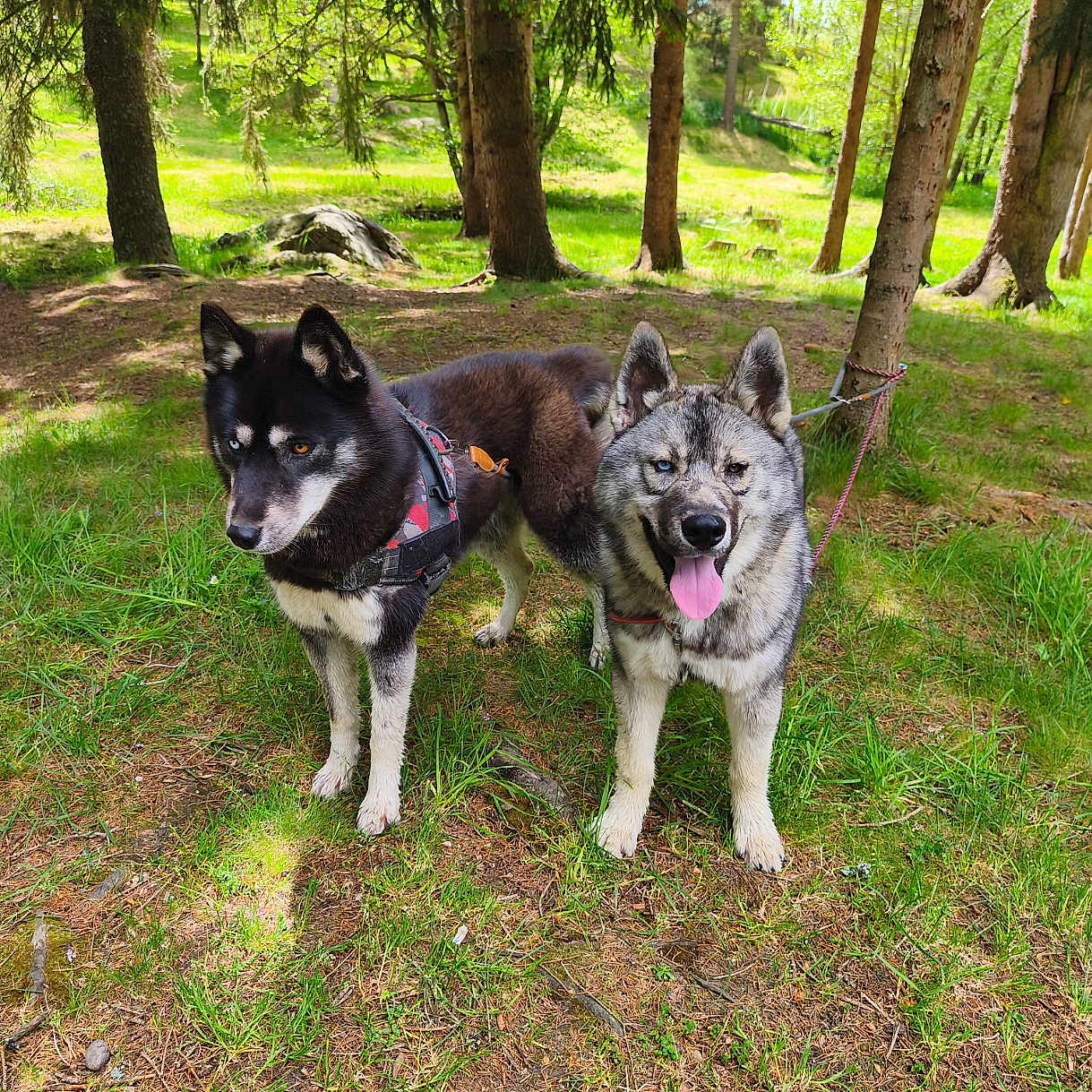 Shadow Et Snow participe au concours pour gagner de l'argent avec cette photo : animal, canine, daylight, dog, ears, forest, fur, grass, greenery, husky, leash, nature, outdoor, pets, playful, sunlight, tongue_out, trees, two_dogs, walking