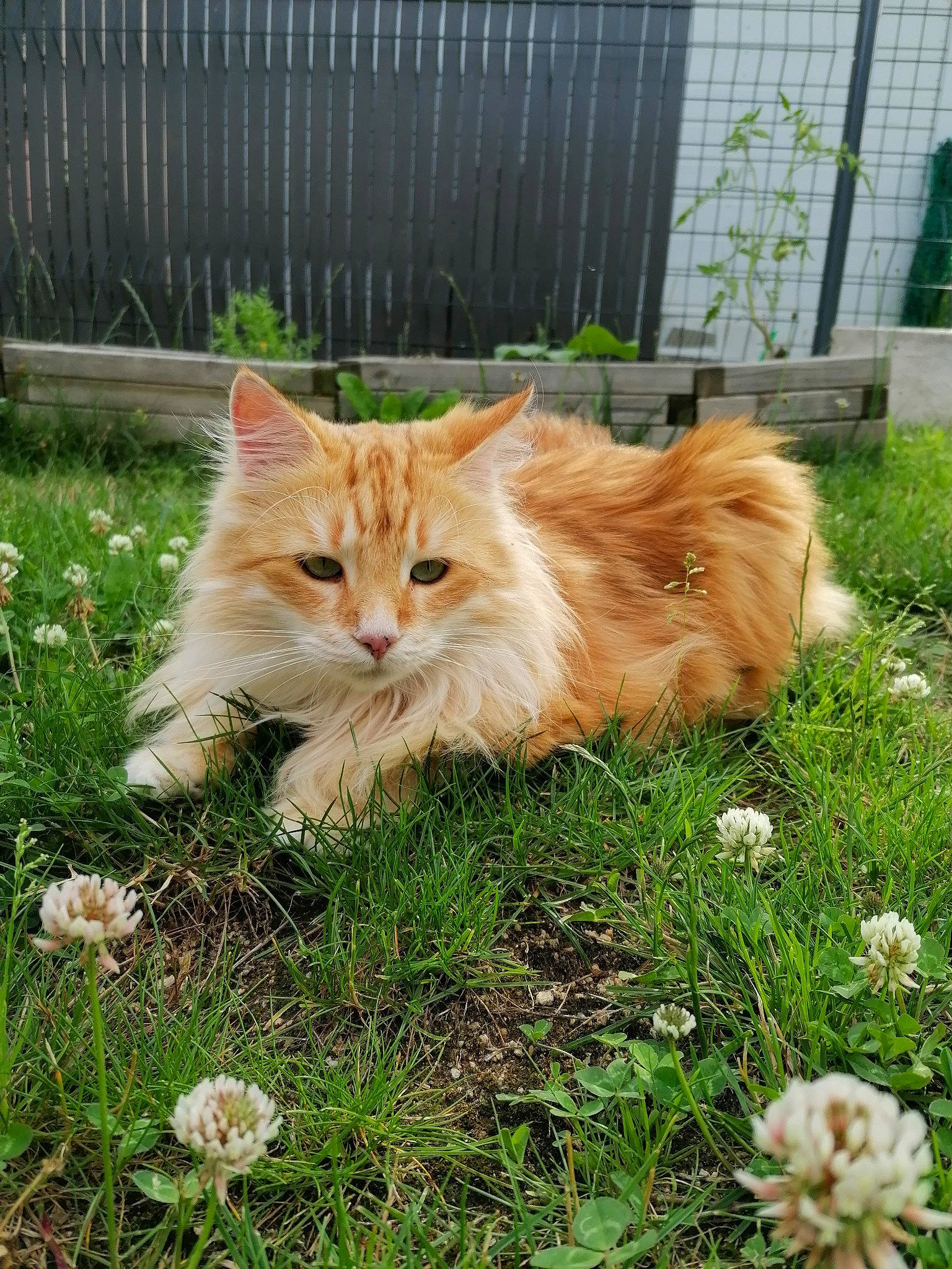 Roxie Et Arrow participe au concours pour gagner de l'argent avec cette photo : art, carnivore, cat, companion_dog, domestic_short_haired_cat, fawn, felidae, flower, fur, grass, groundcover, plant, sitting, small_to_medium_sized_cats, tail, terrestrial_animal, tree, whiskers, wildlife, wood