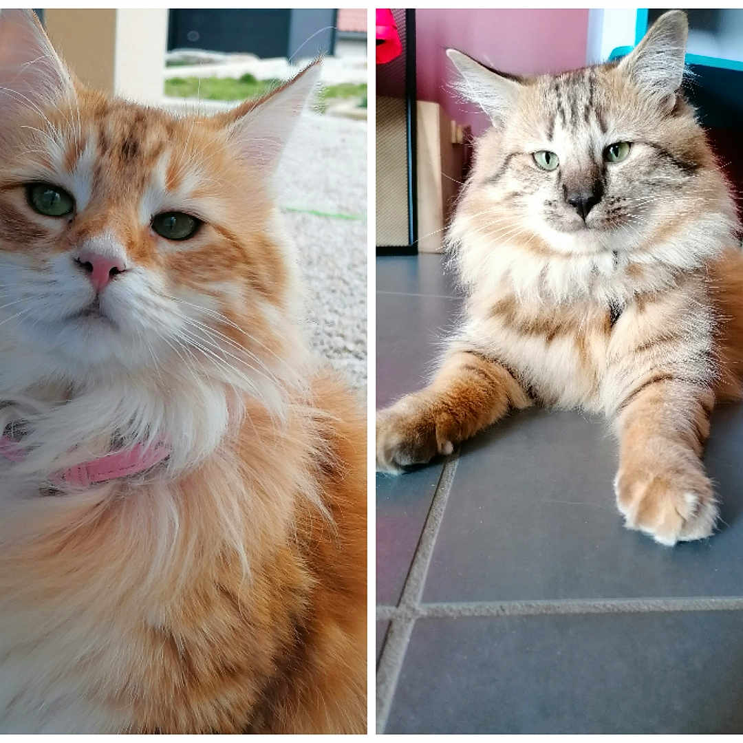 Roxie Et Arrow