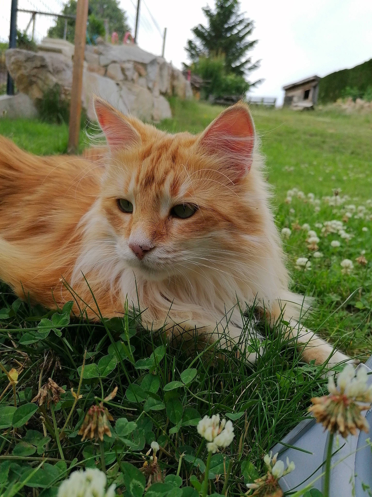 Roxie Et Arrow participe au concours pour gagner de l'argent avec cette photo : carnivore, cat, cloud, domestic_short_haired_cat, fawn, felidae, flower, fur, grass, groundcover, plant, sky, small_to_medium_sized_cats, snout, tail, tree, whiskers, wildlife, window, wood