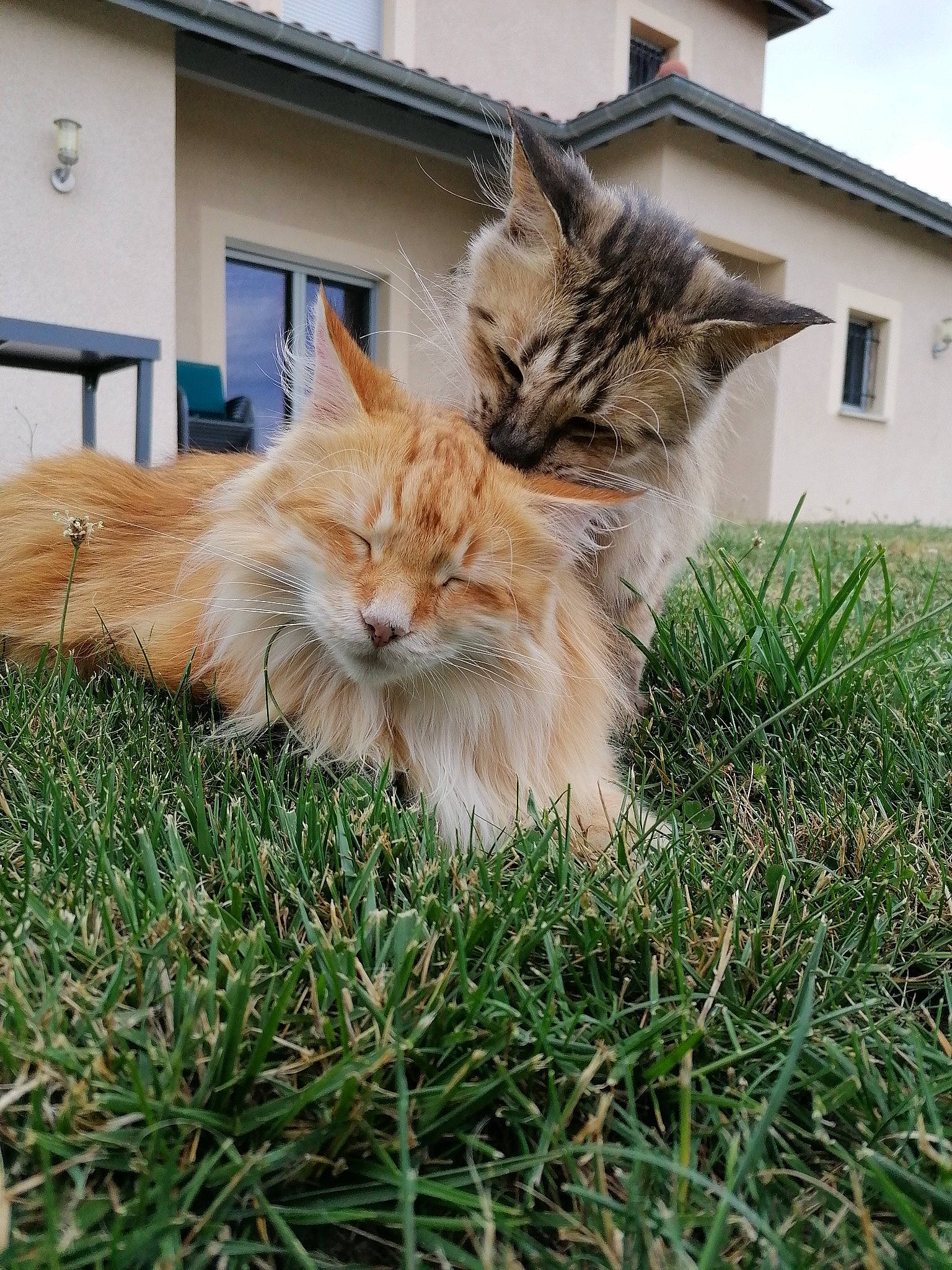 Roxie Et Arrow participe au concours pour gagner de l'argent avec cette photo : building, carnivore, cat, claw, domestic_short_haired_cat, fawn, felidae, fur, grass, maine_coon, plant, sitting, sky, small_to_medium_sized_cats, snout, tail, terrestrial_animal, whiskers, window, wood