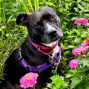 Stella is registered to the contest to win money with this photo: dog, black_dog, pink_collar, purple_harness, flowers, pink_flowers, green_leaves, plants, outdoor, nature, pet, canine, curious, garden, flora, sitting, closeup, head_tilt, animal, summer