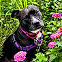 dog, black_dog, pink_collar, purple_harness, flowers, pink_flowers, green_leaves, plants, outdoor, nature, pet, canine, curious, garden, flora, sitting, closeup, head_tilt, animal, summer
