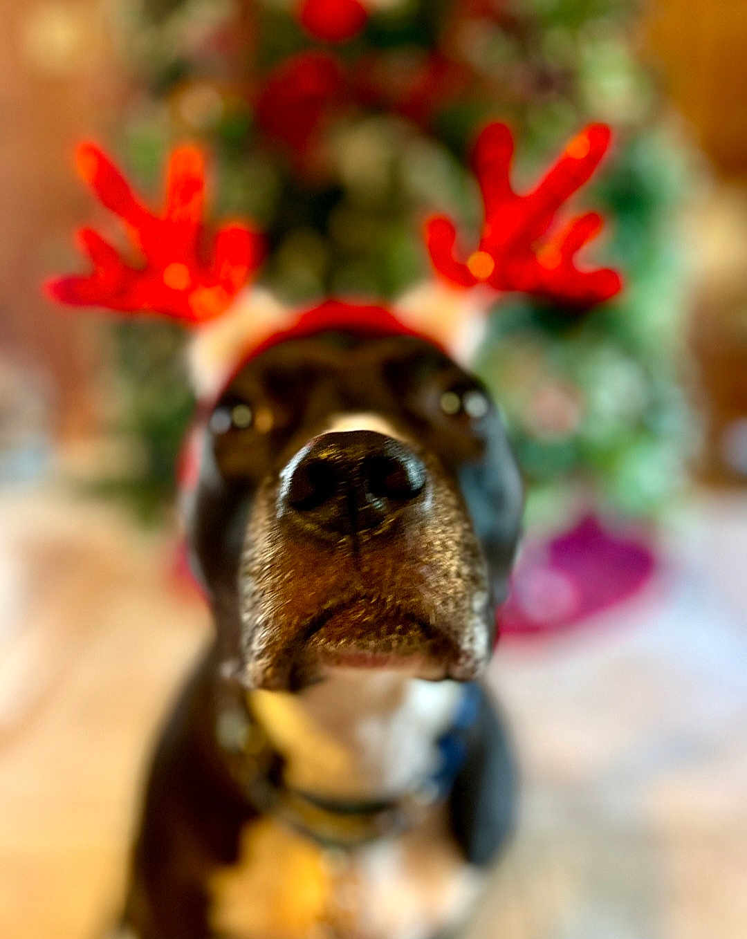 Stella joined the competition — help win amazing prizes! dog, close_up, nose, antlers, holiday, christmas, festive, blurred_background, pet, black_dog, white_chest, indoor, decorations, cute, animal, collar, funny, portrait, shallow_depth_of_field, christmas_decor