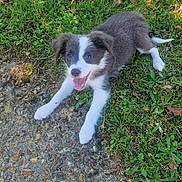 Blue participe au concours pour gagner de l'argent avec cette photo : animal, black_and_white, canine, cute, dog, grass, grass_patch, ground, happy, leaf, nature, outdoor, pet, playful, puppy, smiling, summer, sunlight, tongue_out, young_dog