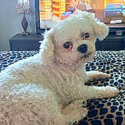 Casper joined the competition — help win amazing prizes! bed, blanket, closeup, cozy, curly_fur, curtains, cute, dog, furniture, indoor, lamp, leopard_print, looking, pet, reflection, relaxed, small_dog, television, white_dog, window