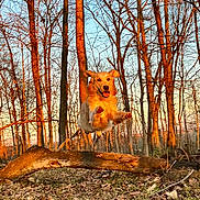 Bo joined the competition — help win amazing prizes! dog, leaping, forest, trees, fallen_tree, autumn, leaves, sunlight, golden_hour, nature, outdoor, animal, mammal, happy, playful, canine, jumping, daylight, woods, energetic