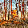 dog, leaping, forest, trees, fallen_tree, autumn, leaves, sunlight, golden_hour, nature, outdoor, animal, mammal, happy, playful, canine, jumping, daylight, woods, energetic
