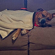 Edward joined the competition — help win amazing prizes! bandana, blanket, brown_fur, couch, cozy, dog, eyes, furniture, home, indoor, laying_down, living_room, nose, paw, pet, pillow, portrait, sleepy, sofa_cushion, wood_paneling