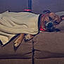 bandana, blanket, brown_fur, couch, cozy, dog, eyes, furniture, home, indoor, laying_down, living_room, nose, paw, pet, pillow, portrait, sleepy, sofa_cushion, wood_paneling