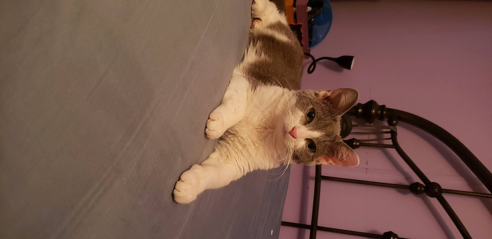 Cougar is registered to the contest to win money with this photo: canidae, carnivore, cat, claw, dog_breed, domestic_short_haired_cat, fawn, felidae, foot, fur, paw, small_to_medium_sized_cats, snout, tail, terrestrial_animal, whiskers, wood