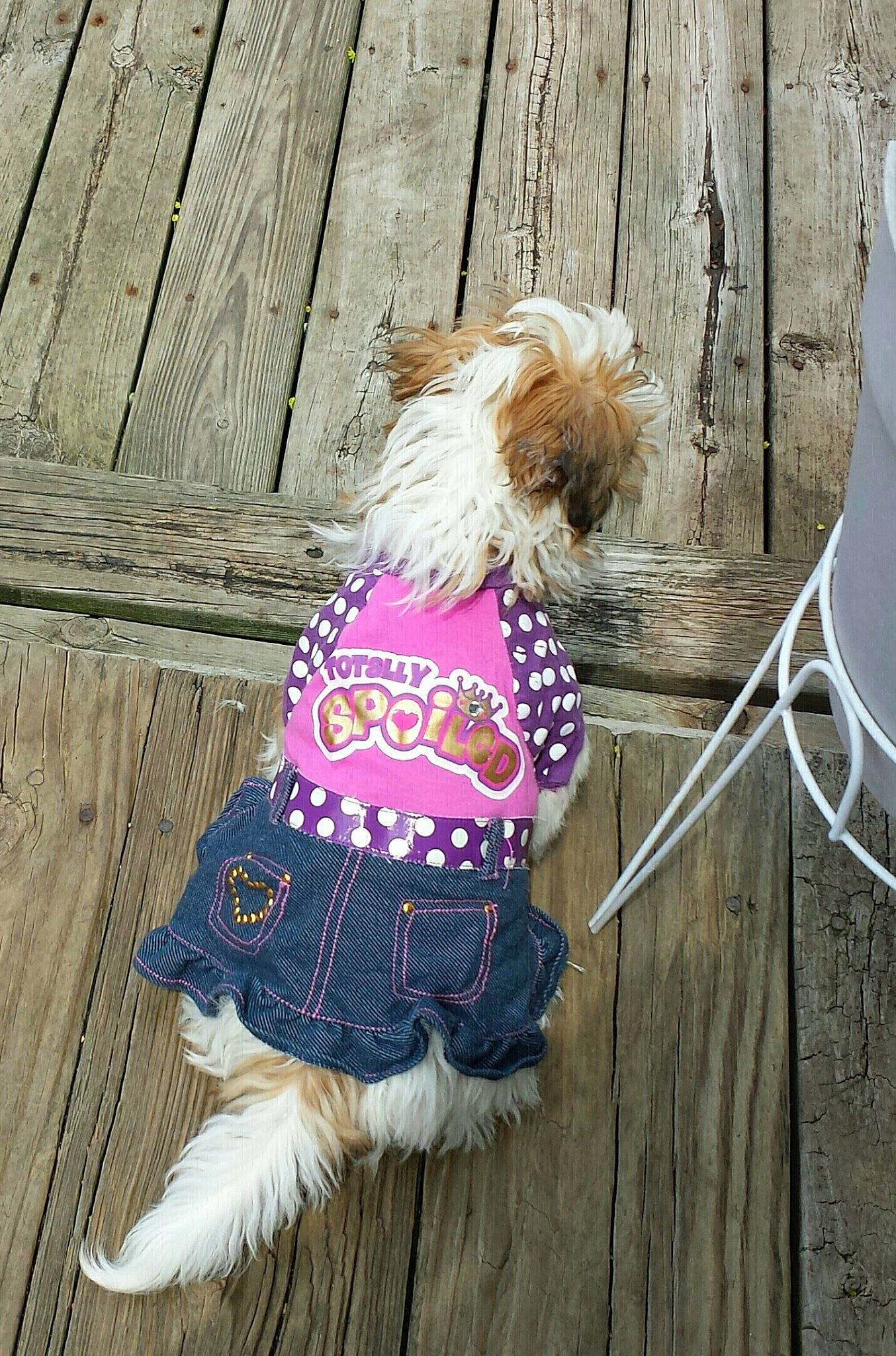 Jemma Sue is registered to the contest to win money with this photo: carnivore, collar, companion_dog, dog, dog_breed, dog_clothes, dog_supply, electric_blue, fashion_accessory, fawn, fur, leash, liver, magenta, pet_supply, small_terrier, tail, toy_dog, wood, working_animal