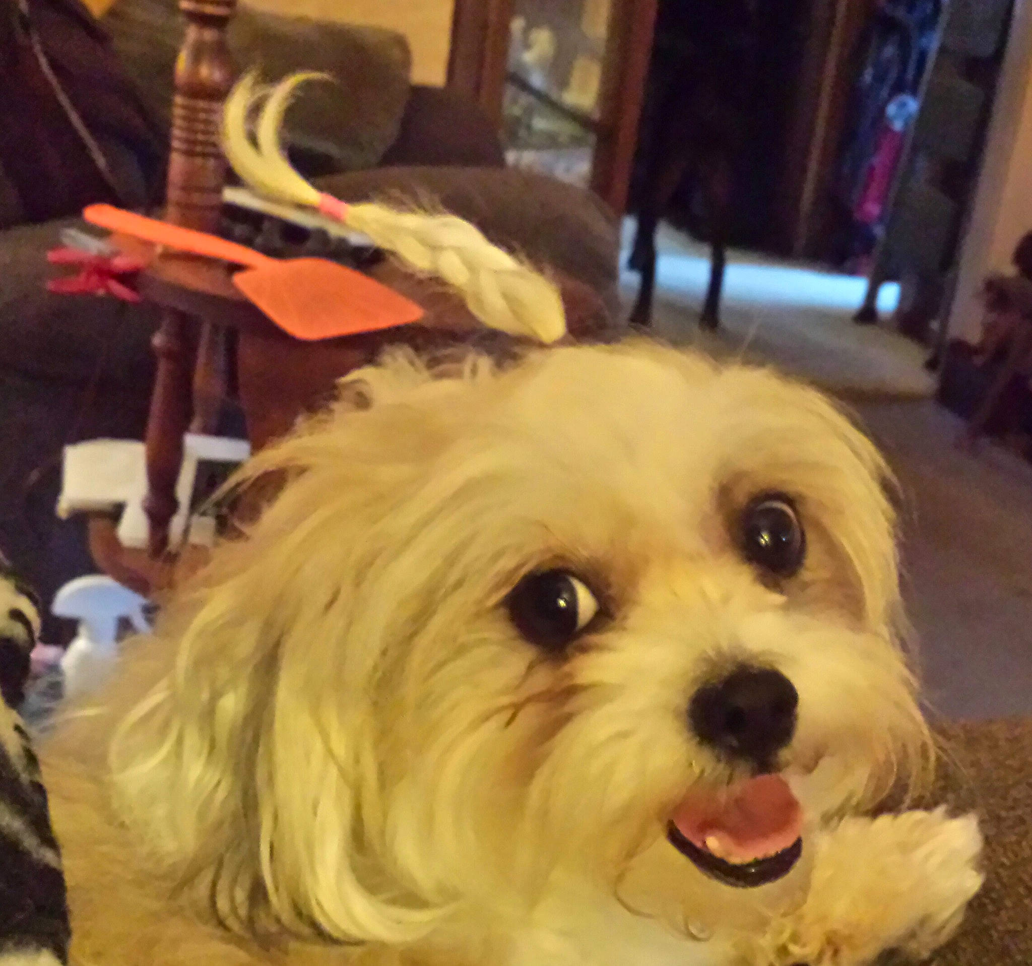 Jemma Sue is registered to the contest to win money with this photo: carnivore, chair, cockapoo, companion_dog, dog, dog_breed, flooring, fur, maltepoo, non_sporting_group, poodle_crossbreed, puppy_love, shih_poo, small_terrier, sporting_group, terrier, toy_dog, working_animal