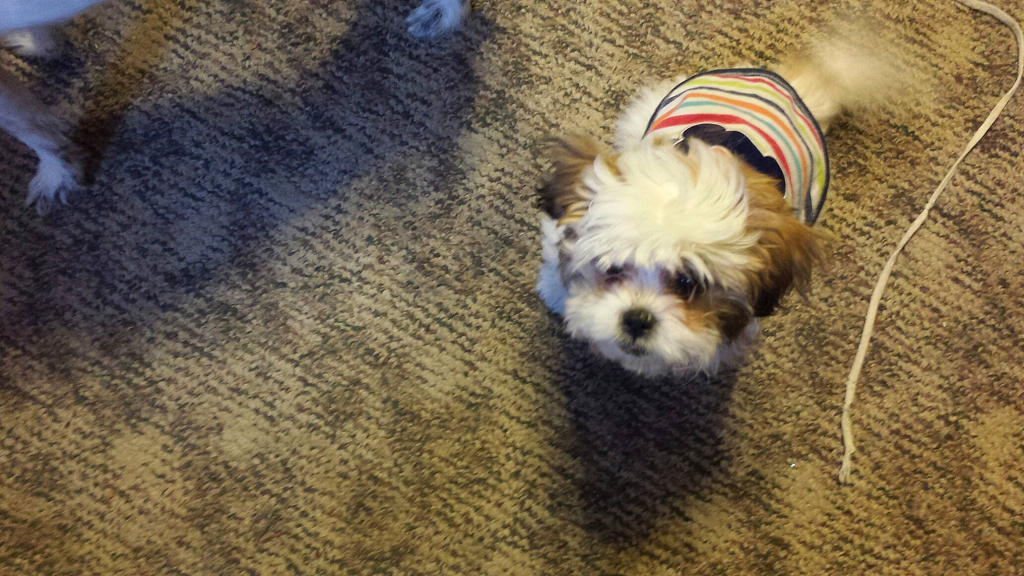 Jemma Sue joined the competition — help win amazing prizes! asphalt, carnivore, cockapoo, companion_dog, dog, dog_breed, dog_clothes, dog_supply, fawn, flooring, mal_shi, puppy_love, road_surface, shih_poo, shih_tzu, small_terrier, sporting_group, terrier, toy_dog, working_animal