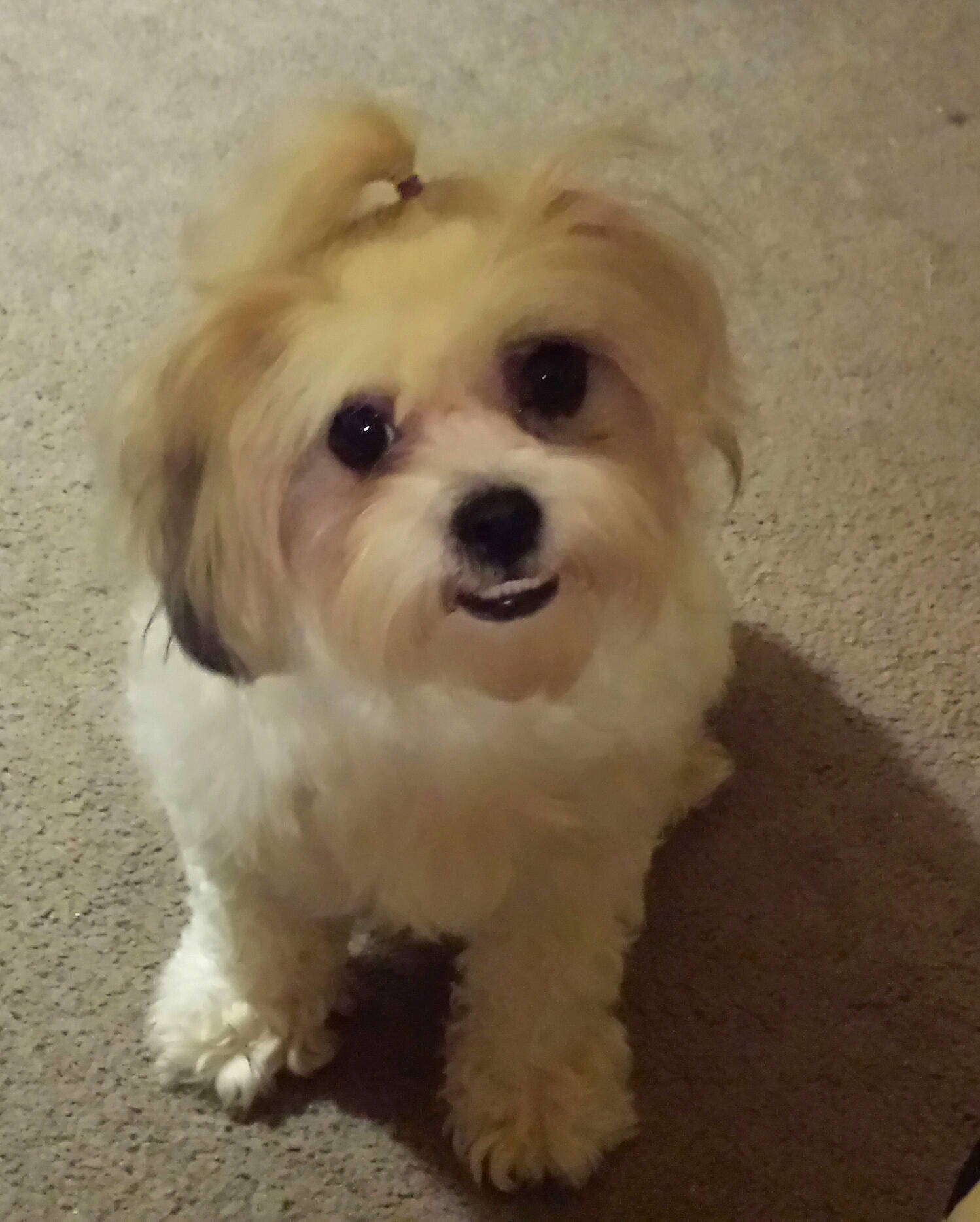 Jemma Sue joined the competition — help win amazing prizes! canidae, carnivore, companion_dog, dog, dog_breed, fur, liver, mal_shi, maltepoo, non_sporting_group, small_terrier, snout, sporting_group, terrier, toy_dog, vegetable, water_dog, working_animal, yorkipoo