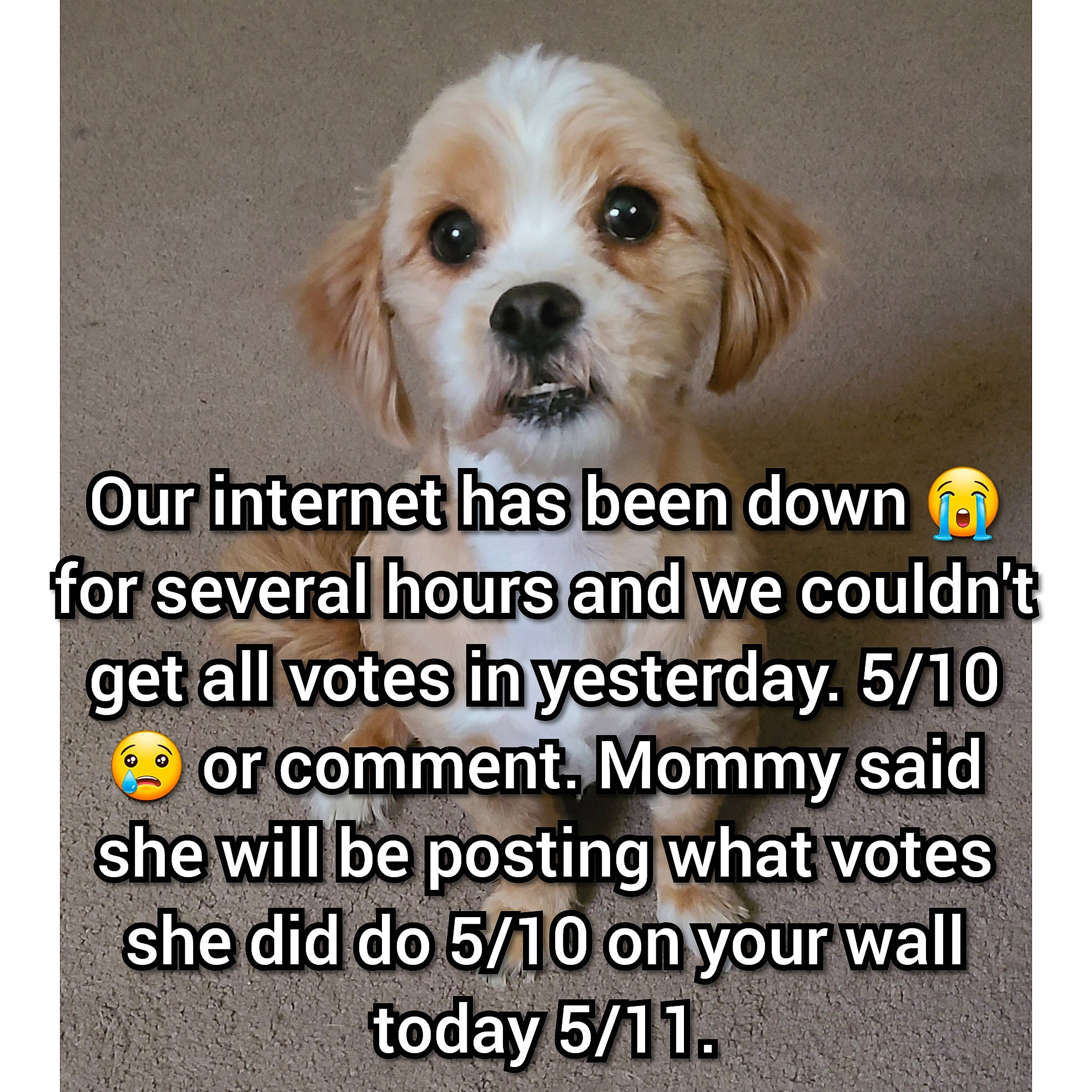 Frankie is registered to the contest to win money with this photo: brand, canidae, carnivore, companion_dog, dog, dog_breed, dog_supply, font, happy, liver, paw, pet_supply, photo_caption, plant, puppy, puppy_love, sporting_group, terrier, toy_dog