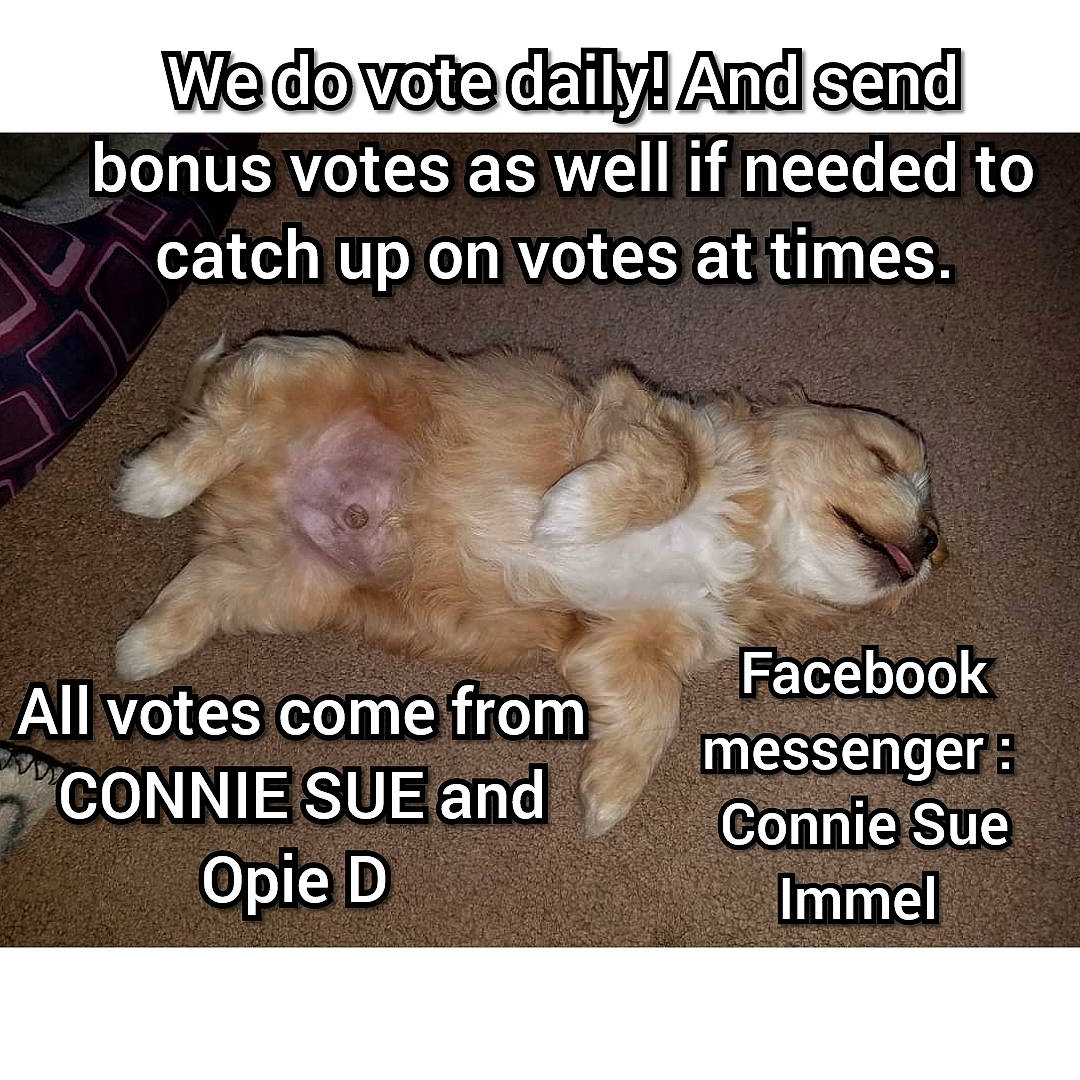 Frankie joined the competition — help win amazing prizes! adaptation, carnivore, companion_dog, dog, dog_breed, felidae, font, fur, gesture, happy, internet_meme, liver, mammal, organism, paw, photo_caption, snout, tail, terrestrial_animal, vertebrate