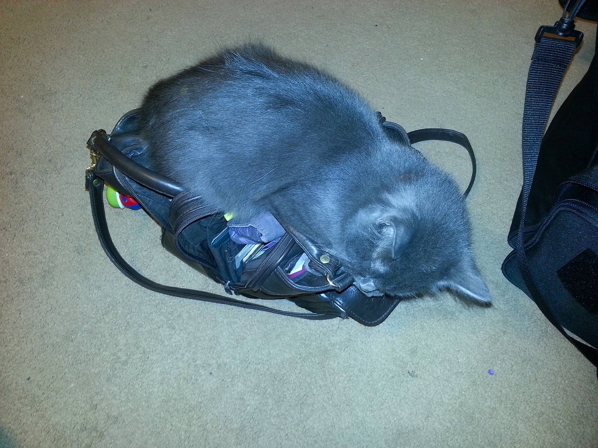 Mr. Mooney joined the competition — help win amazing prizes! bag, carnivore, claw, collar, comfort, dog_breed, electric_blue, fashion_accessory, felidae, fur, small_to_medium_sized_cats, snout, sporting_group, tail, terrestrial_animal, whiskers