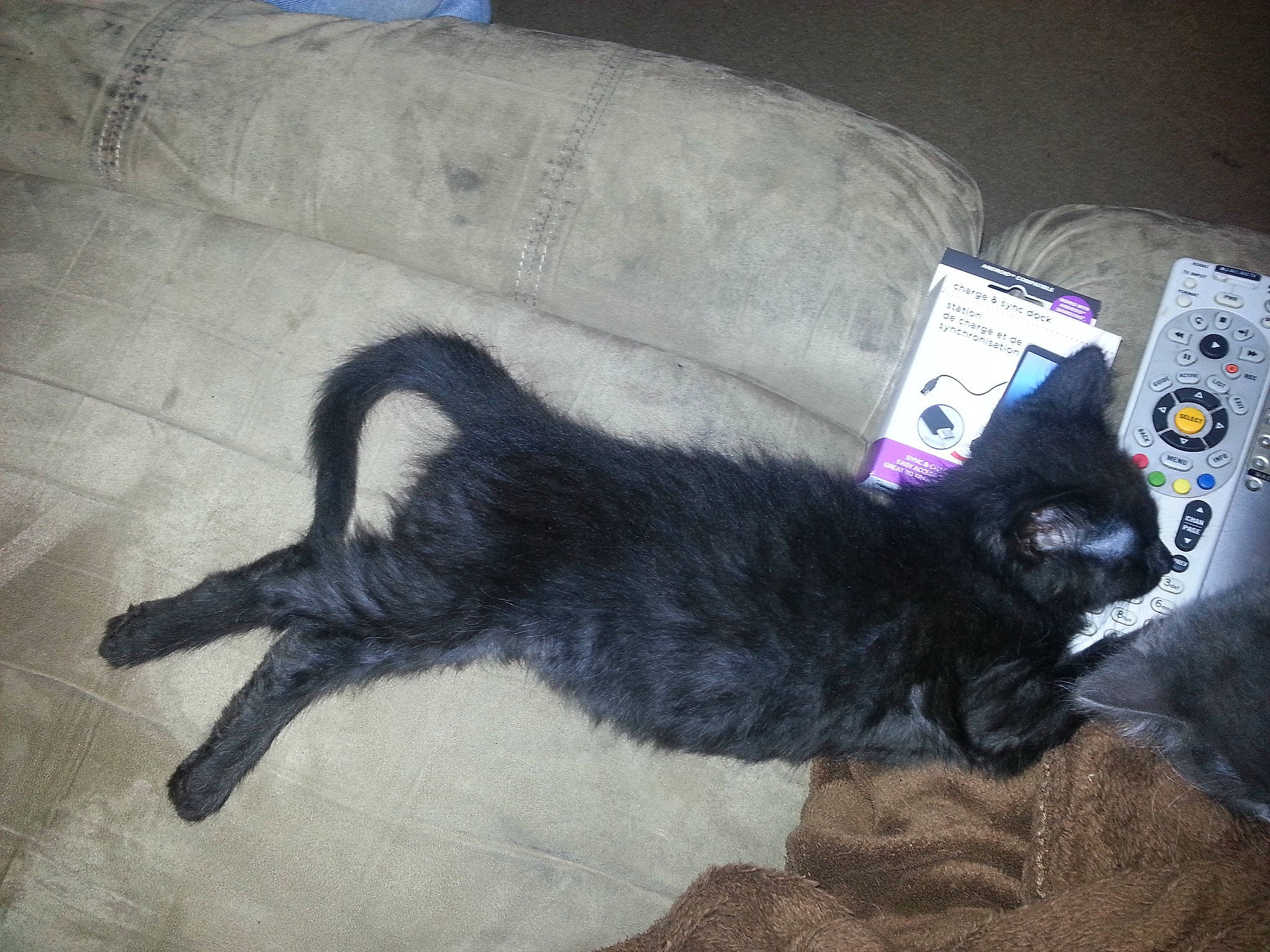 Mr. Mooney is registered to the contest to win money with this photo: black_cat, bombay, carnivore, cat, claw, comfort, couch, dog_breed, domestic_short_haired_cat, felidae, fur, grey, nap, paw, small_to_medium_sized_cats, tail, whiskers