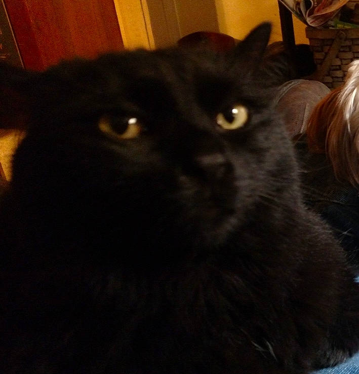 Mr. Mooney joined the competition — help win amazing prizes! black_cat, bombay, carnivore, cat, comfort, domestic_short_haired_cat, felidae, fur, iris, small_to_medium_sized_cats, snout, tail, terrestrial_animal, whiskers