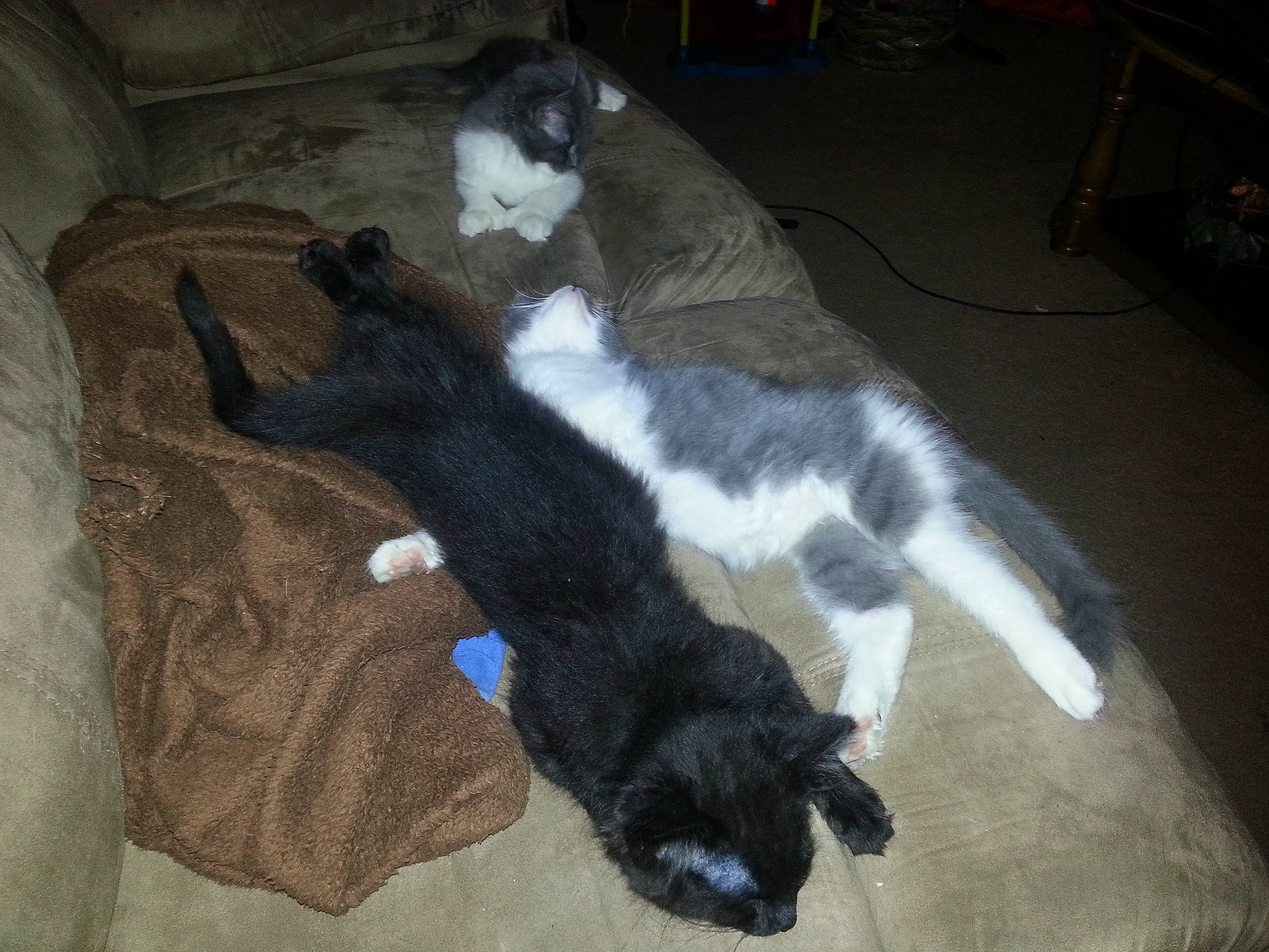 Mr. Mooney joined the competition — help win amazing prizes! brown, canidae, carnivore, cat, claw, comfort, dog_breed, domestic_short_haired_cat, felidae, floor, flooring, fur, hardwood, paw, small_to_medium_sized_cats, sporting_group, tail, terrestrial_animal, whiskers