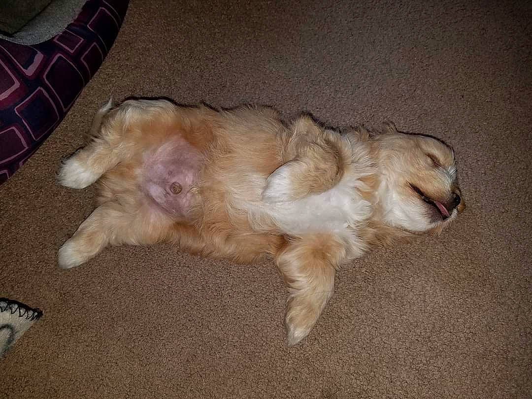 Frankie joined the competition — help win amazing prizes! carnivore, claw, companion_dog, dog, dog_breed, fawn, felidae, fur, liver, non_sporting_group, paw, plaid, small_to_medium_sized_cats, sporting_group, tail, terrier, toy_dog, whiskers, working_animal