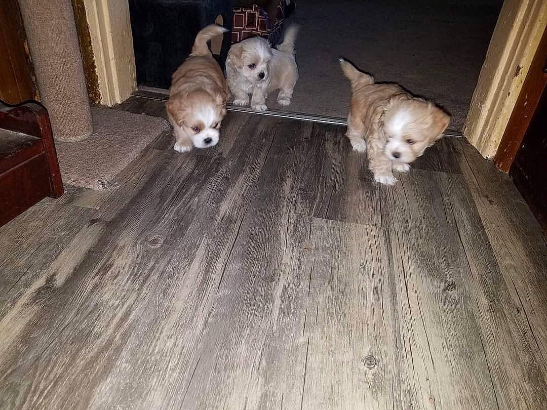 Frankie is registered to the contest to win money with this photo: carnivore, comfort, companion_dog, dog, dog_breed, door, fawn, felidae, floor, flooring, hardwood, laminate_flooring, small_to_medium_sized_cats, snout, sporting_group, tail, toy_dog, whiskers, wood, wood_flooring