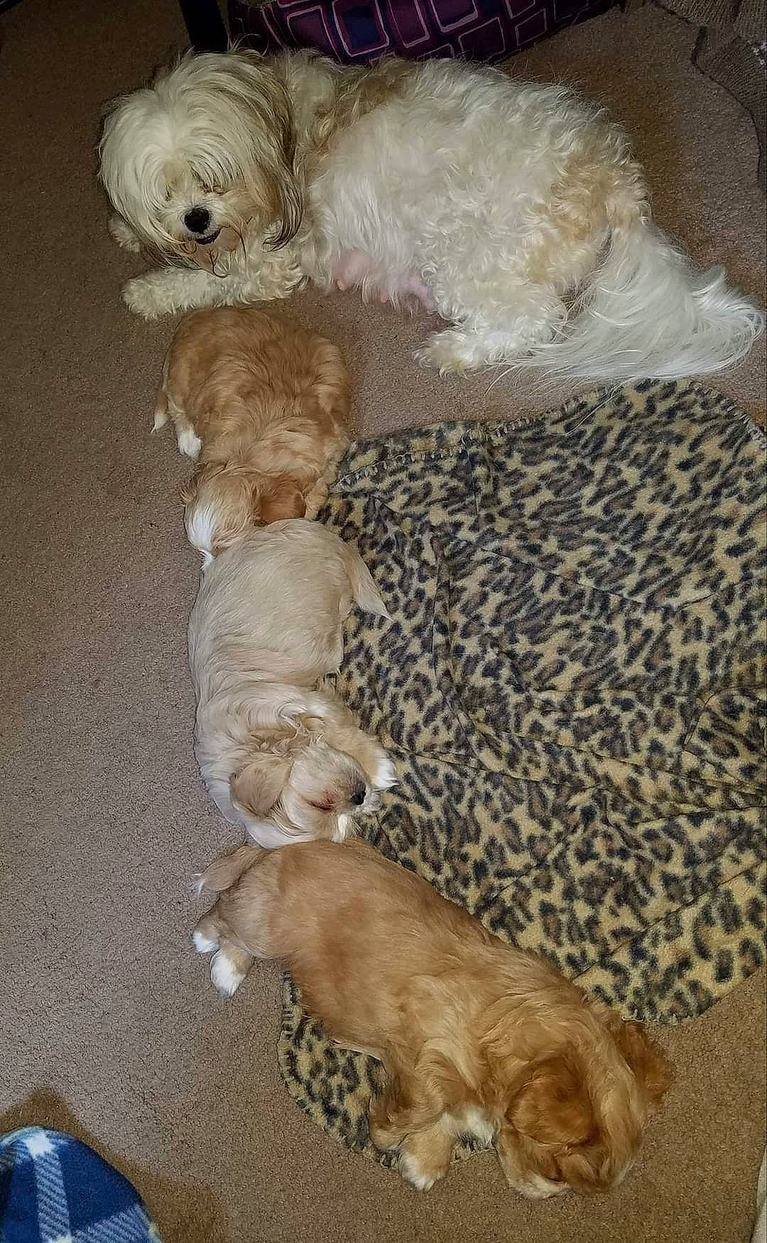 Frankie joined the competition — help win amazing prizes! canidae, carnivore, comfort, companion_dog, dog, dog_breed, dog_supply, fawn, felidae, fur, labradoodle, pet_supply, small_terrier, small_to_medium_sized_cats, sporting_group, tail, terrestrial_animal, terrier, toy_dog, water_dog