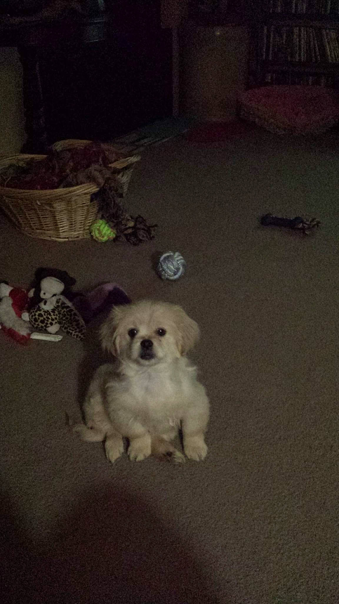 Dee-oh-gee is registered to the contest to win money with this photo: canidae, carnivore, chair, comfort, companion_dog, darkness, dog, dog_breed, floor, flooring, fur, monochrome, room, sitting, sky, snout, sporting_group, toy_dog, wood, working_animal