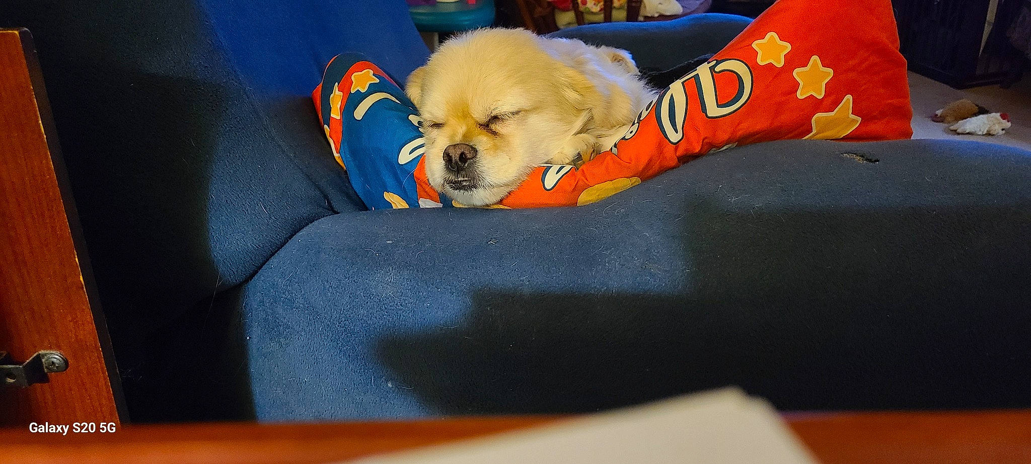 Dee-oh-gee joined the competition — help win amazing prizes! canidae, carnivore, clock, comfort, companion_dog, couch, dog, dog_bed, dog_breed, dog_supply, pet_supply, pillow, recreation, sofa_bed, sporting_group, toy_dog, watch