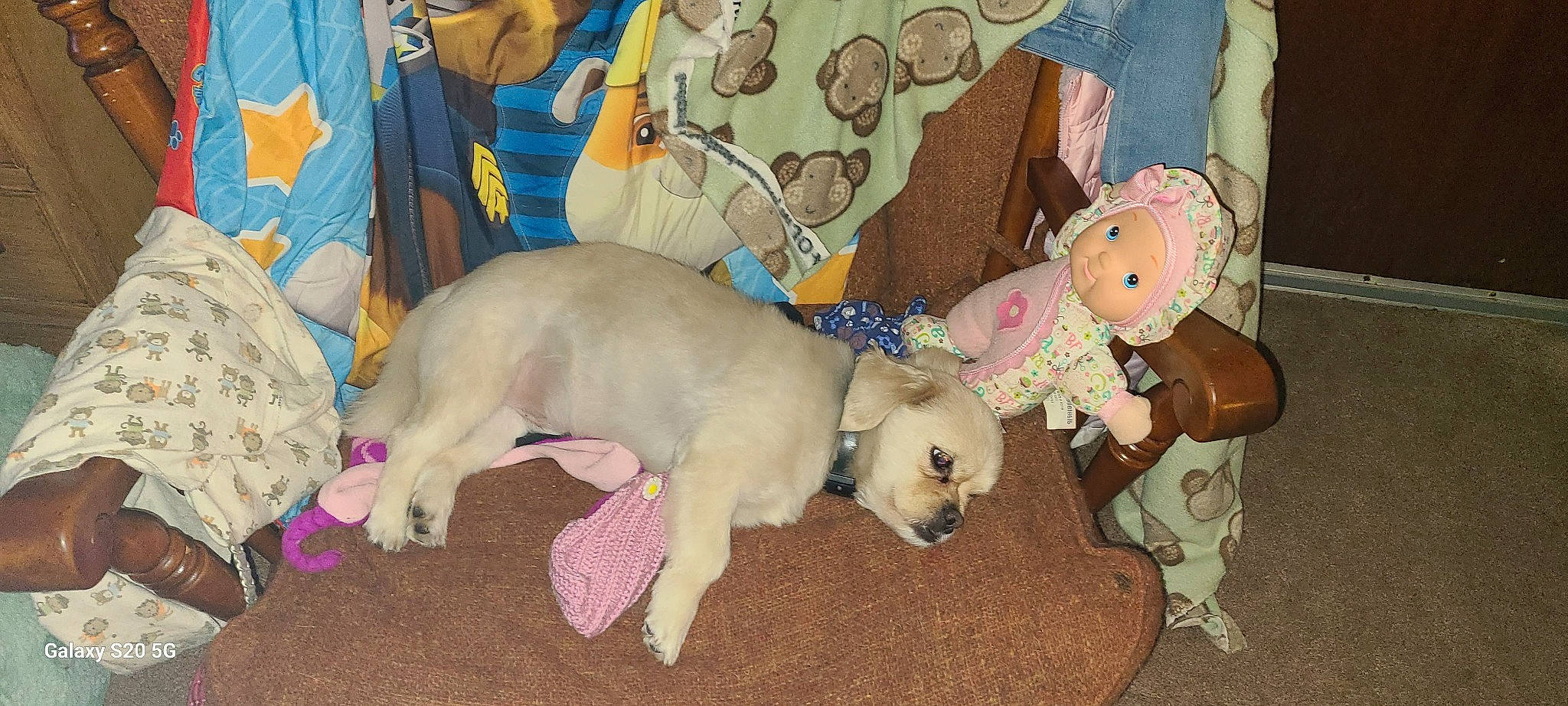 Dee-oh-gee is registered to the contest to win money with this photo: animal_shelter, canidae, carnivore, child, companion_dog, dog, dog_breed, dog_supply, fawn, fur, mammal, paw, pet_supply, snout, sporting_group, stuffed_toy, tail, toy, toy_dog, working_animal