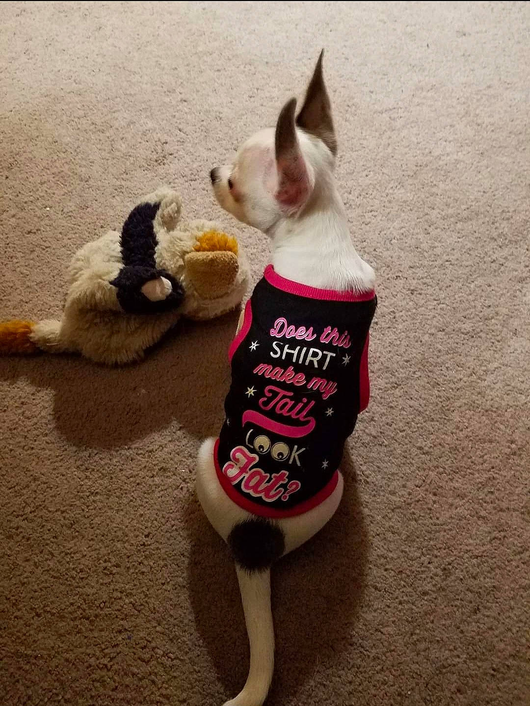 Jade Marie joined the competition — help win amazing prizes! carnivore, companion_dog, cone, dog, dog_breed, dog_clothes, dog_supply, fawn, felidae, font, fur, party_hat, pet_supply, small_to_medium_sized_cats, snout, sock, sporting_group, stuffed_toy, tail, toy