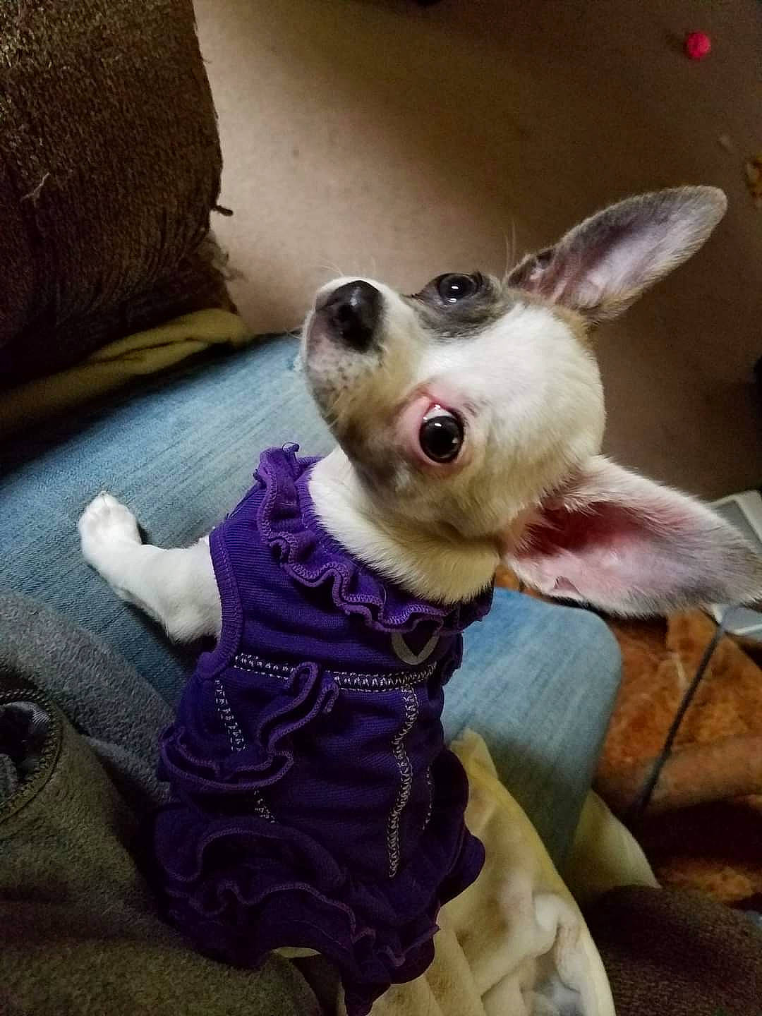 Jade Marie is registered to the contest to win money with this photo: carnivore, chihuahua, collar, companion_dog, dog, dog_breed, dog_collar, dog_supply, ear, fashion_accessory, fawn, fur, grey, paw, purple, sporting_group, tail, toy_dog, whiskers, working_animal