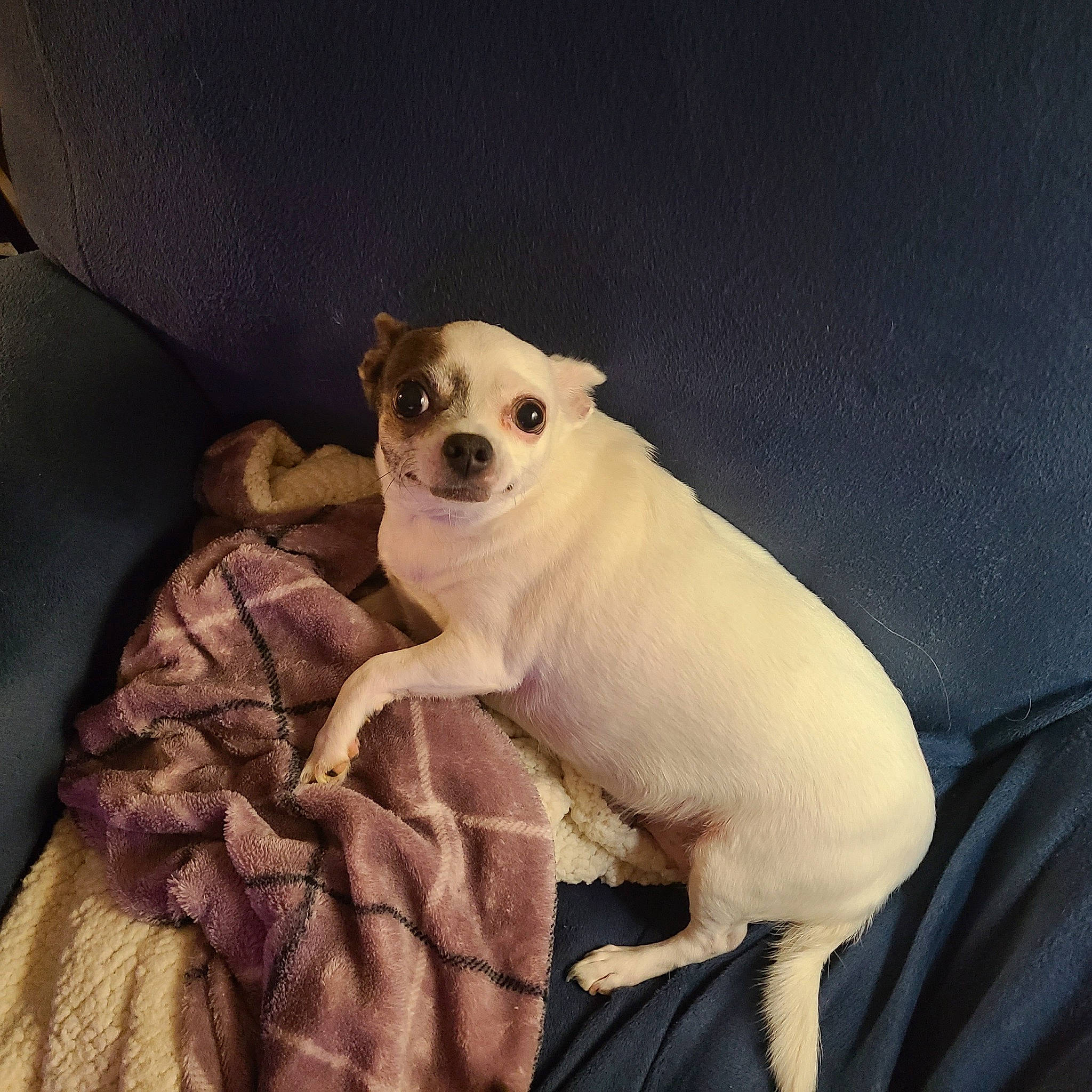 Jade Marie joined the competition — help win amazing prizes! canidae, carnivore, comfort, companion_dog, dog, dog_breed, dog_supply, fawn, fur, metal, non_sporting_group, paw, puppy, snout, sporting_group, tail, terrestrial_animal, toy_dog, whiskers, working_animal