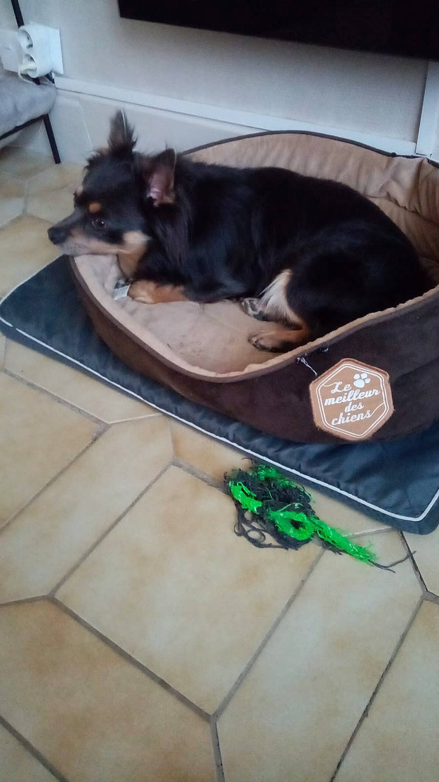 Ruben a rejoint le concours — aidez-le/la à gagner de superbes lots ! canidae, carnivore, comfort, companion_dog, dog, dog_breed, dog_supply, felidae, flooring, guard_dog, hardwood, pet_supply, small_to_medium_sized_cats, sporting_group, tail, working_animal