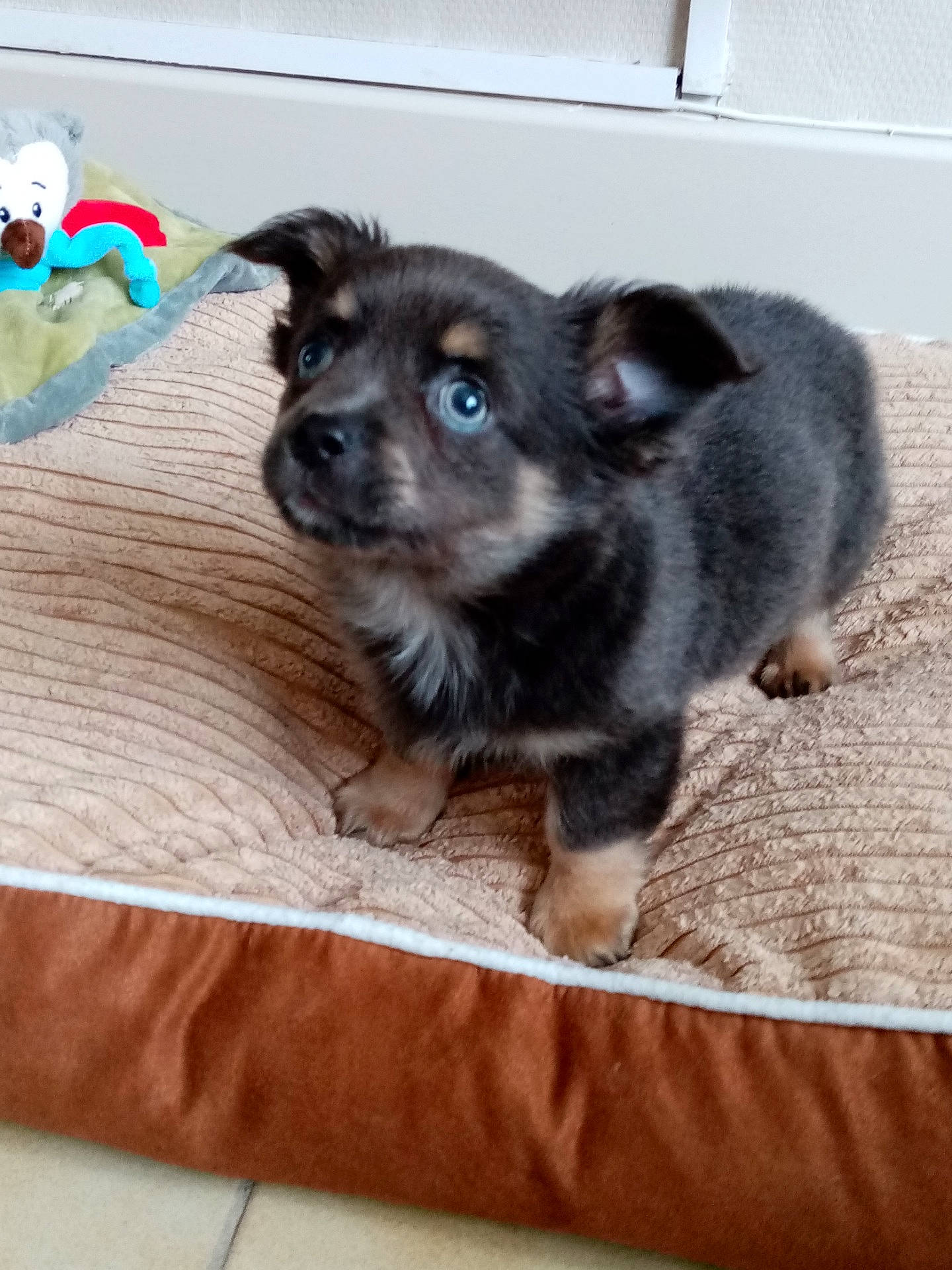 Ruben participe au concours pour gagner de l'argent avec cette photo : canidae, carnivore, comfort, companion_dog, dog, dog_breed, dog_supply, ear, fawn, flooring, fur, hardwood, paw, snout, sporting_group, tail, toy_dog, whiskers, wood, working_animal