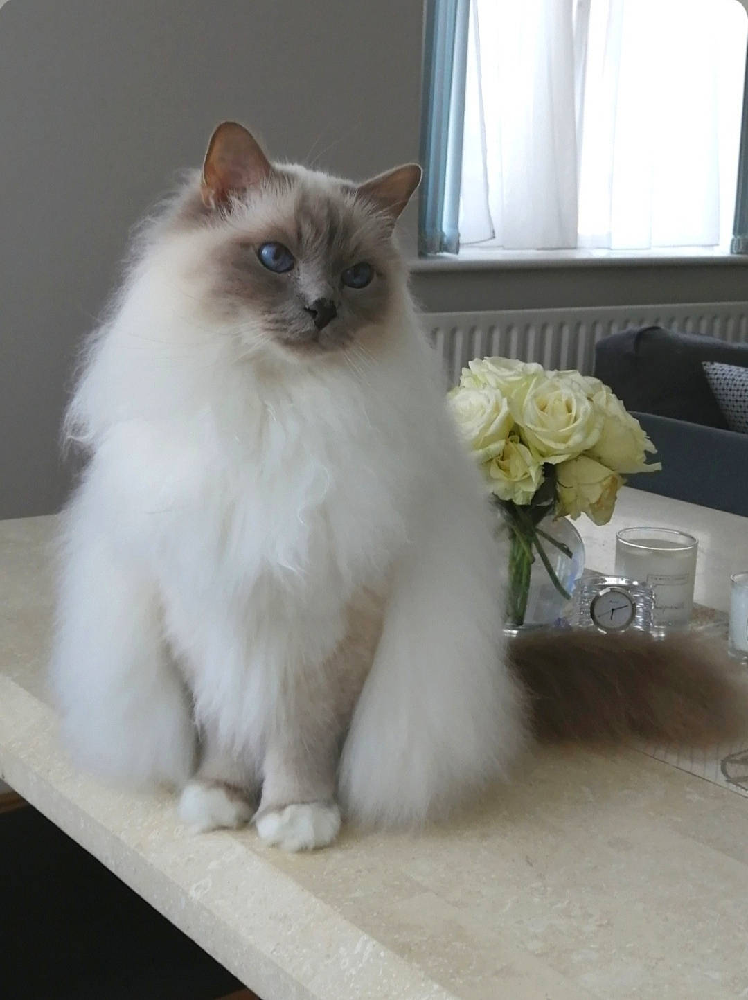 Anton is registered to the contest to win money with this photo: balinese, birman, carnivore, cat, couch, curtain, fawn, felidae, flooring, flowerpot, fur, ragdoll, siamese, small_to_medium_sized_cats, snout, studio_couch, tail, whiskers, window, window_blind