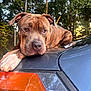 dog, pitbull, brindle_coat, car, taillight, hood, paw, close_up, portrait, outdoor, trees, fence, leash, animal, relaxed, muzzle, ears, brown_coat, sunset_light, reflection