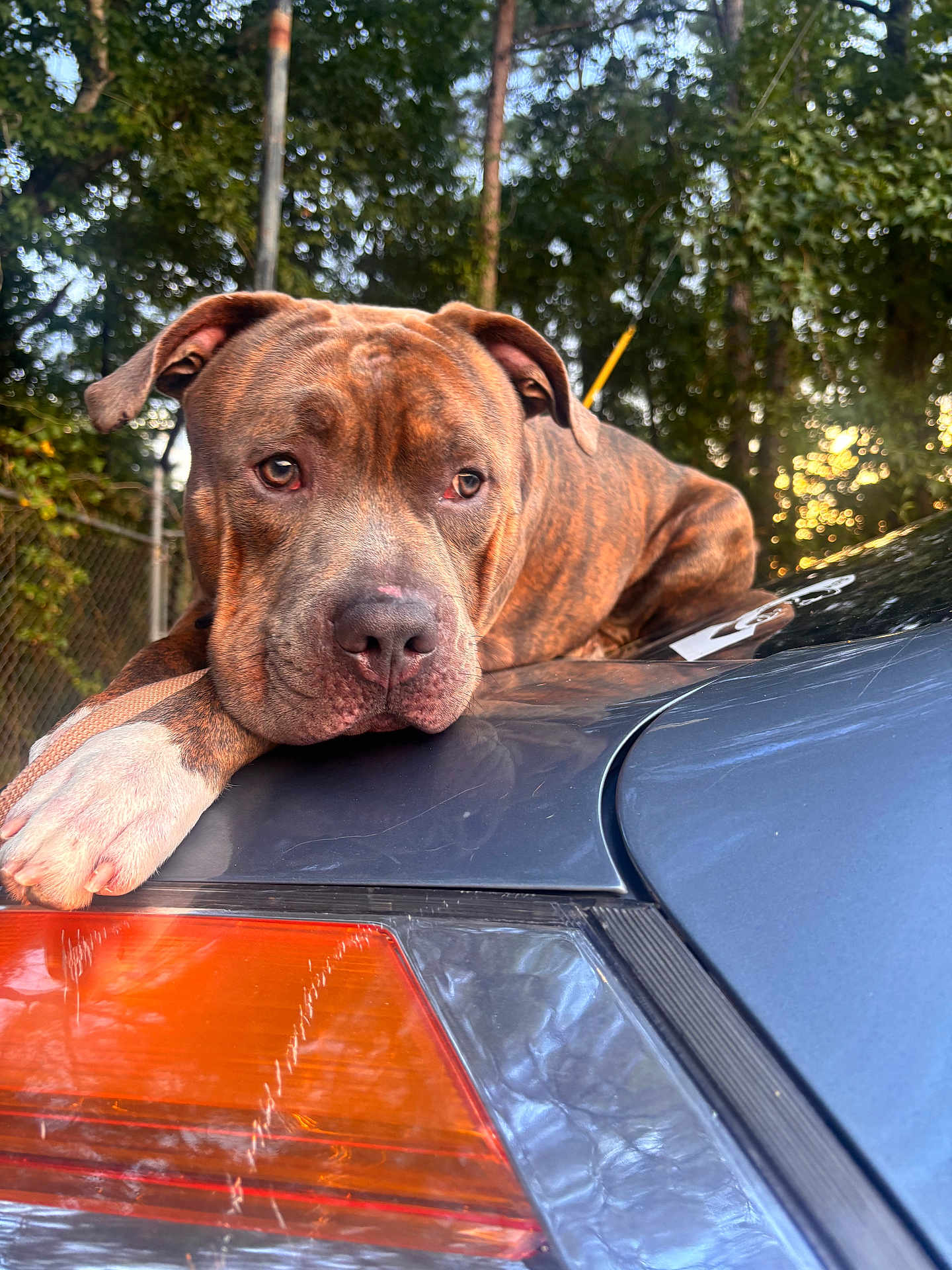 Echo is registered to the contest to win money with this photo: dog, pitbull, brindle_coat, car, taillight, hood, paw, close_up, portrait, outdoor, trees, fence, leash, animal, relaxed, muzzle, ears, brown_coat, sunset_light, reflection