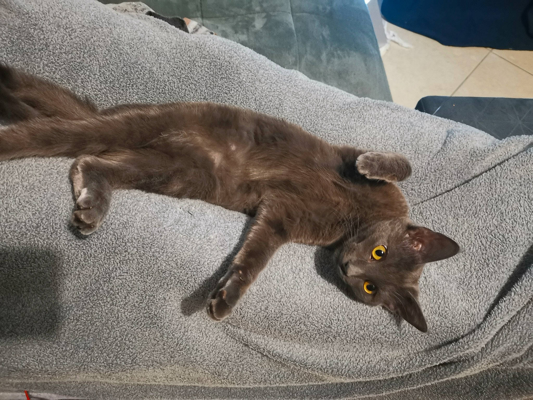 Kiara a rejoint le concours — aidez-le/la à gagner de superbes lots ! black_cat, bombay, carnivore, cat, claw, comfort, domestic_short_haired_cat, felidae, fur, grey, havana_brown, liver, mammal, plant, small_to_medium_sized_cats, tail, vertebrate, whiskers, window, windshield