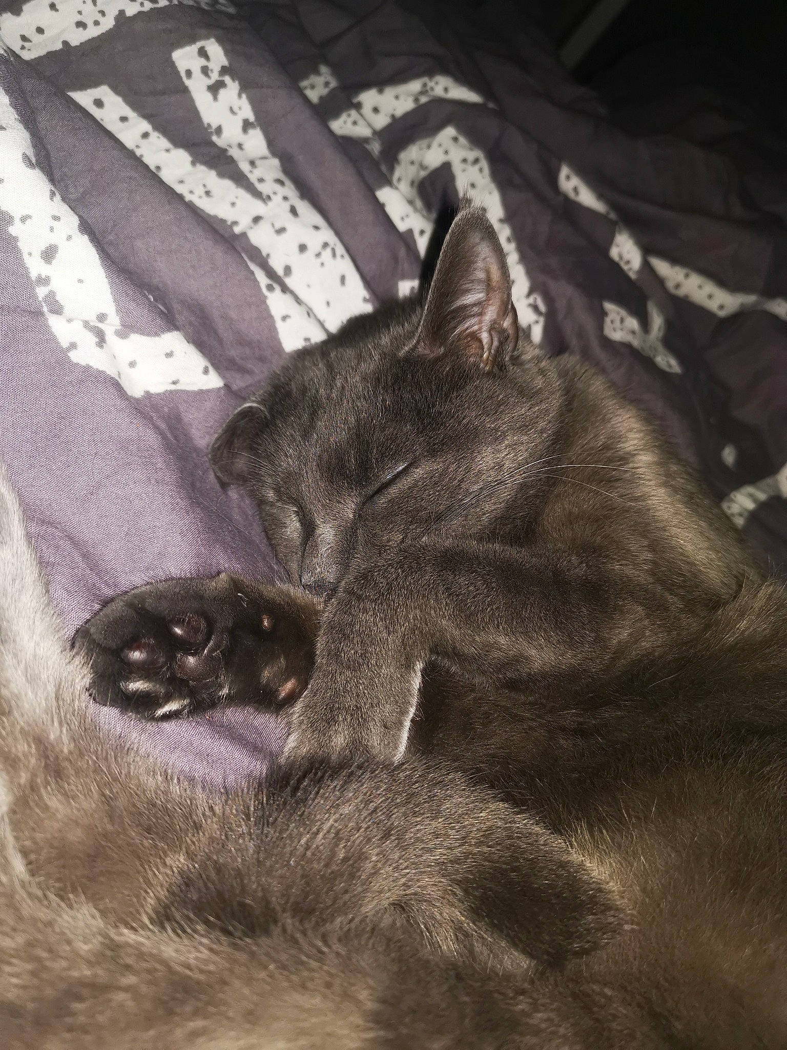 Kiara a rejoint le concours — aidez-le/la à gagner de superbes lots ! black_cat, carnivore, cat, claw, comfort, darkness, dog_breed, domestic_short_haired_cat, felidae, fur, grey, monochrome, monochrome_photography, nap, paw, small_to_medium_sized_cats, snout, tail, terrestrial_animal, whiskers