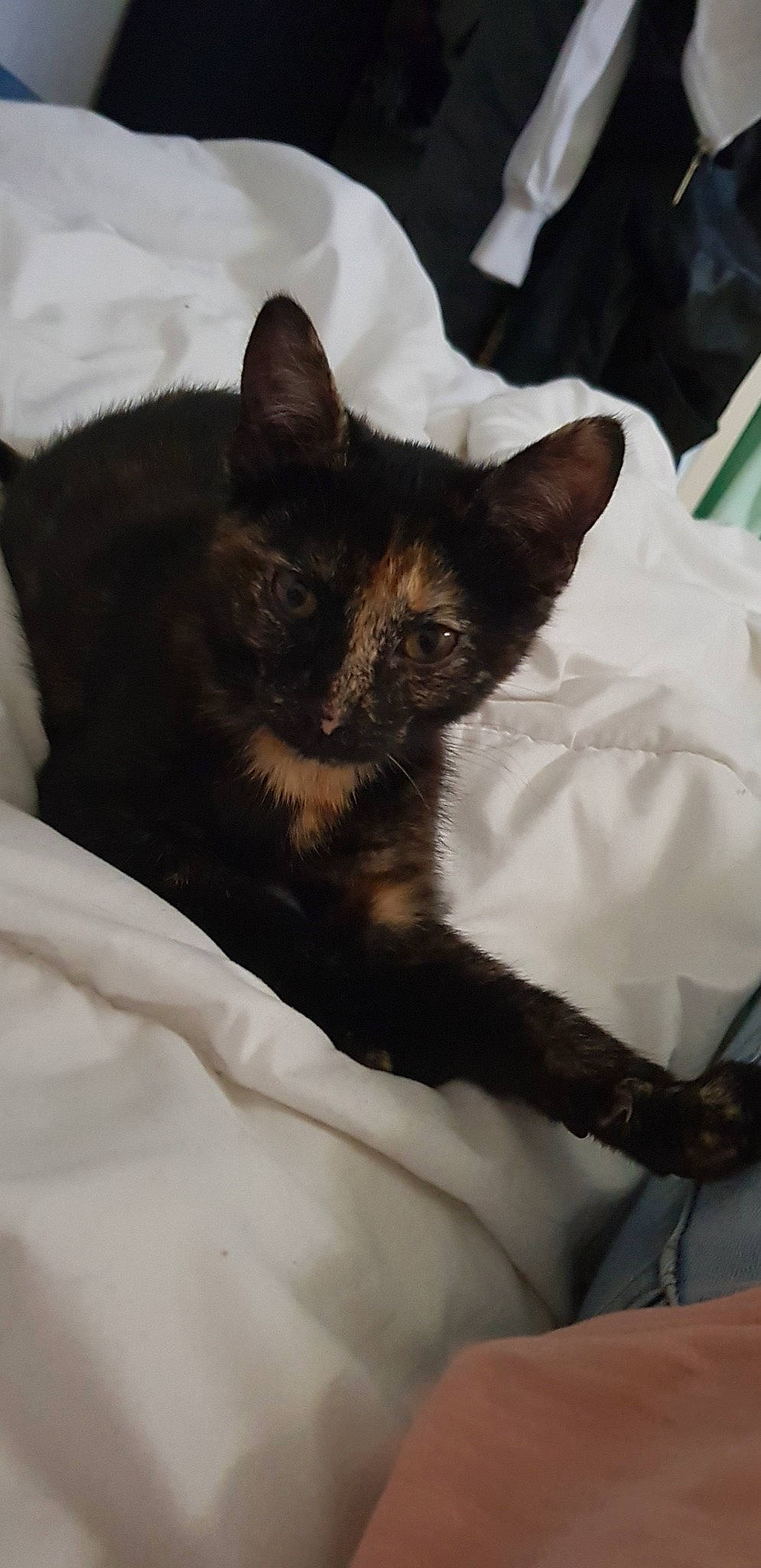 Blue a rejoint le concours — aidez-le/la à gagner de superbes lots ! carnivoran, cat, cat_like_mammal, fur, kitten, mammal, siamese, small_to_medium_sized_cats, whiskers