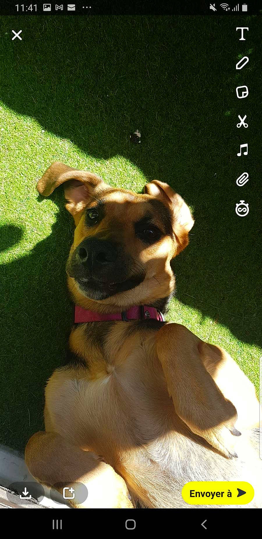 Bonnie a rejoint le concours — aidez-le/la à gagner de superbes lots ! ancient_dog_breeds, canidae, carnivore, collar, companion_dog, dog, dog_breed, dog_collar, dog_supply, fawn, fur, guard_dog, hunting_dog, liver, pet_supply, snout, sporting_group, whiskers, working_animal, working_dog