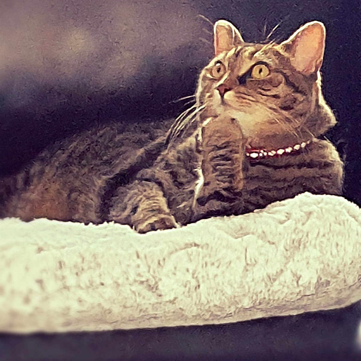 Jade participe au concours pour gagner de l'argent avec cette photo : animal, beads, blanket, cat, collar, cozy, curious, cute, ears, eyes, feline, fur, indoor, pet, portrait, relaxed, resting, soft, tabby, whiskers