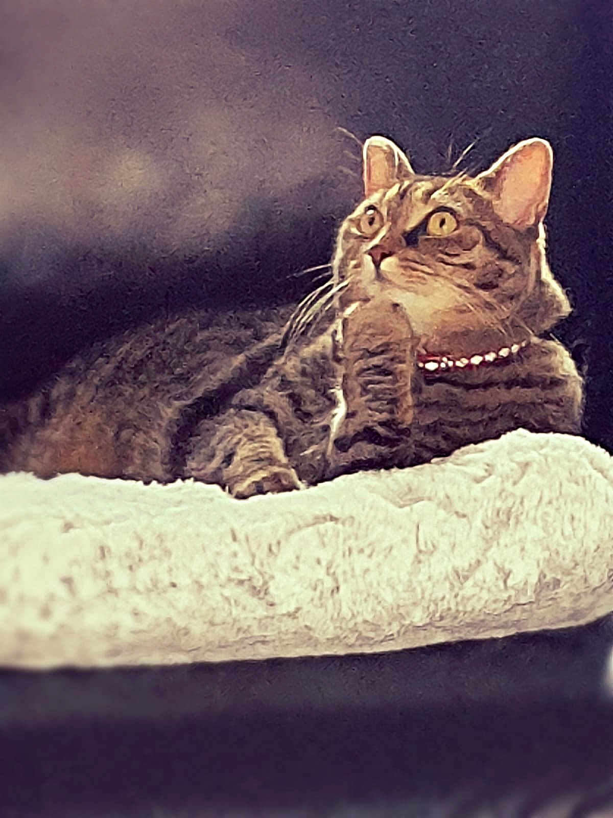 Jade participe au concours pour gagner de l'argent avec cette photo : cat, tabby, pet, animal, feline, collar, beads, fur, whiskers, ears, eyes, blanket, soft, cozy, indoor, resting, cute, portrait, curious, relaxed
