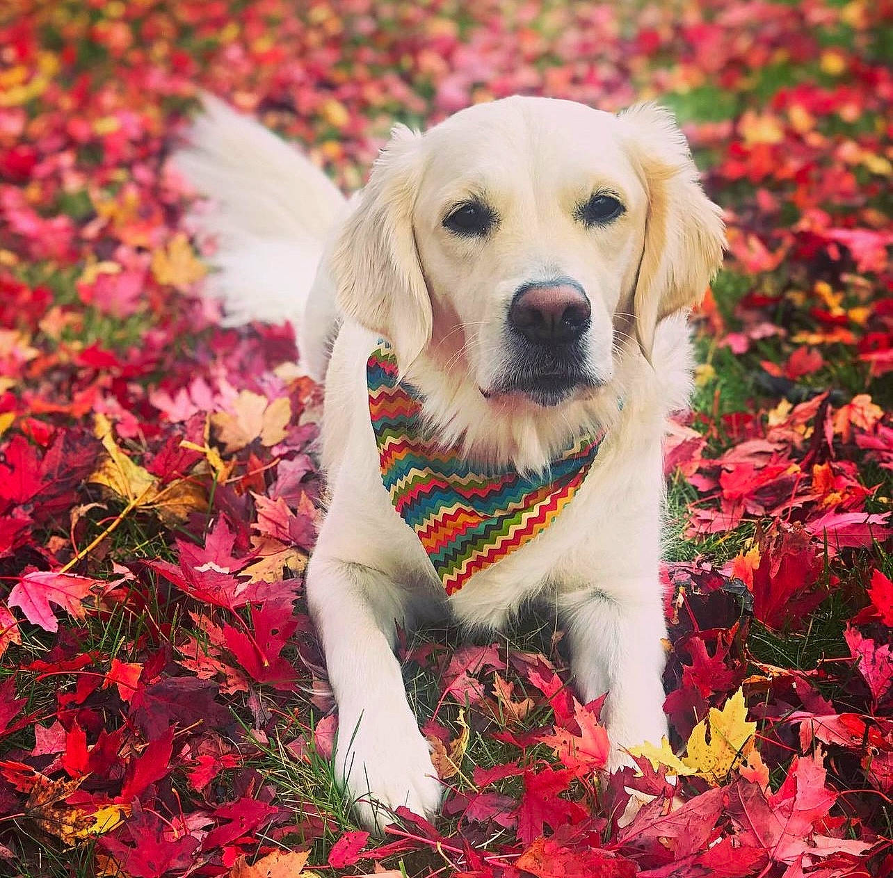 Zoey joined the competition — help win amazing prizes! botany, canidae, carnivore, companion_dog, dog, dog_breed, fawn, flower, grass, groundcover, happy, leaf, natural_landscape, people_in_nature, petal, plant, snout, sporting_group, spring, tree