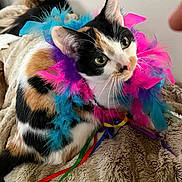 Sissy is registered to the contest to win money with this photo: cat, calico_cat, feather_boa, colorful, pet, animal, feline, cute, indoor, blanket, soft_texture, fur, whiskers, ears, relaxed, curious, closeup, domestic_cat, resting, playful
